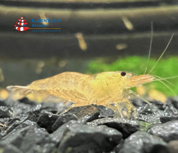 Preview: Set 10 x Goldene Tigergarnelen / Tangarine / Orange Tiger